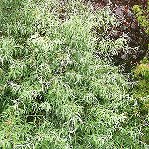 Salicone       Salix caprea